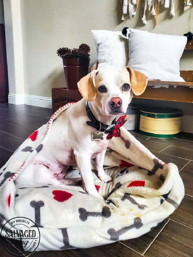 Easy DIY Dog Bed With Blanket Burrow