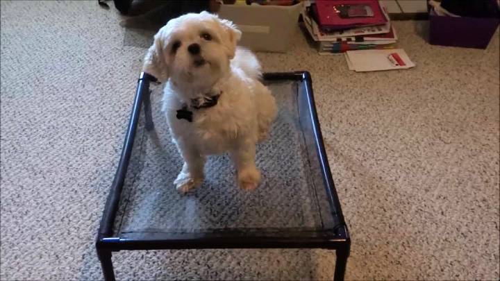How to Make a Pvc Dog Bed
