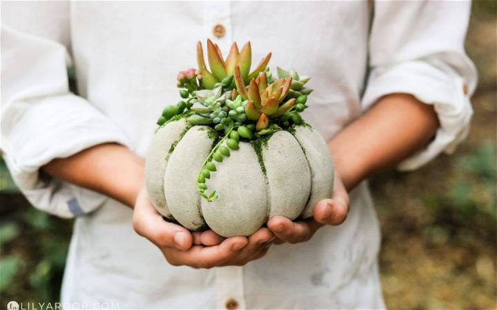 How to Make a Succulent Concrete Pumpkin