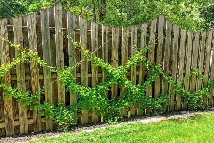 How to Build a Wire Trellis
