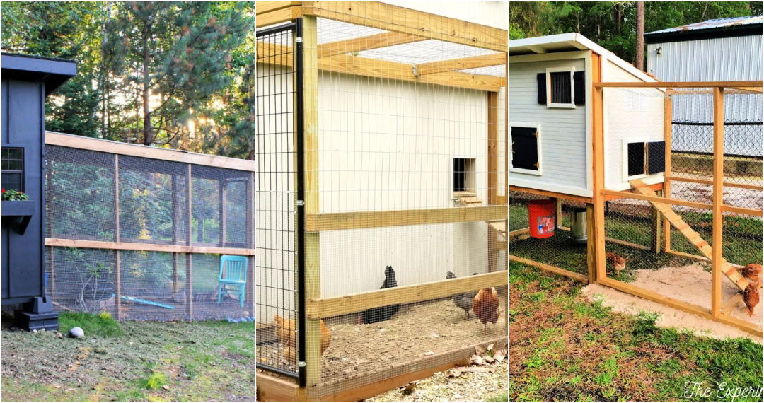 chicken run plans