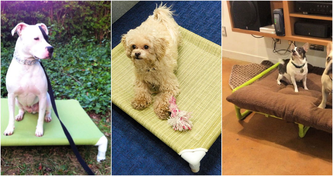15 DIY PVC Pipe Dog Bed Plans (How to Make)