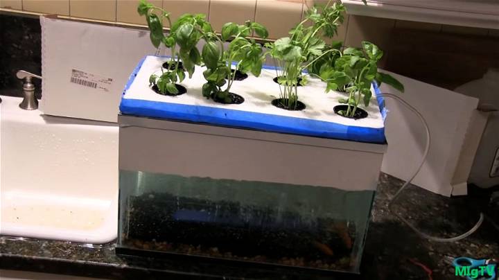 Cheap and Easy Aquaponics for Under $35