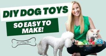 diy dog toys