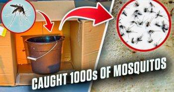 diy mosquito trap