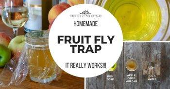DIY fruit fly trap