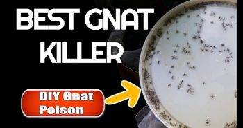 DIY gnat trap