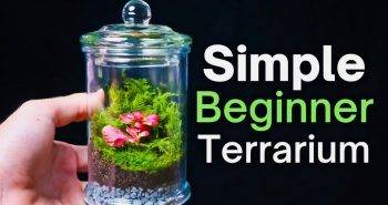 easy diy terrarium for beginners