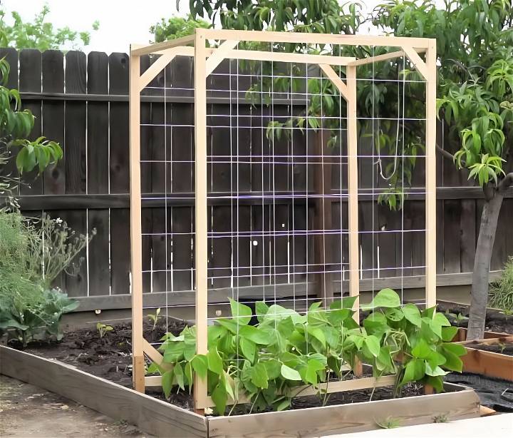 DIY Trellis for Your Garden