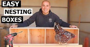 free chicken nest box woodworking plan