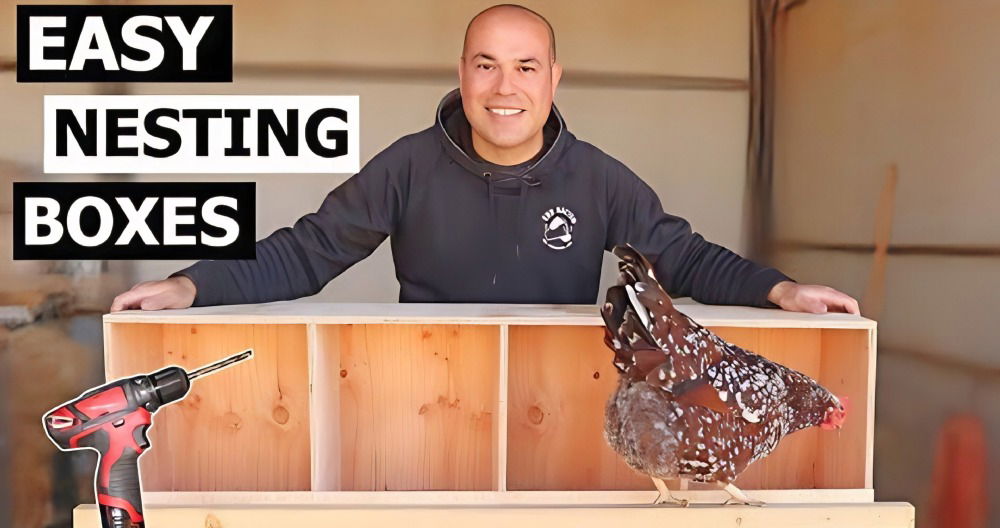 Homemade DIY Chicken Nesting Boxes