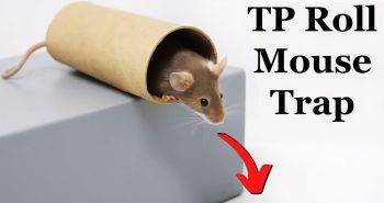homemade mouse trap