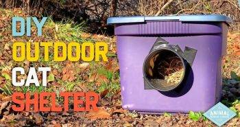 homemade outdoor cat shelter