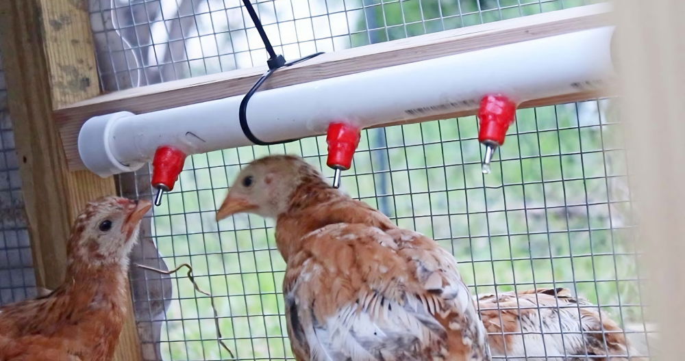homemade pvc pipe chicken waterer