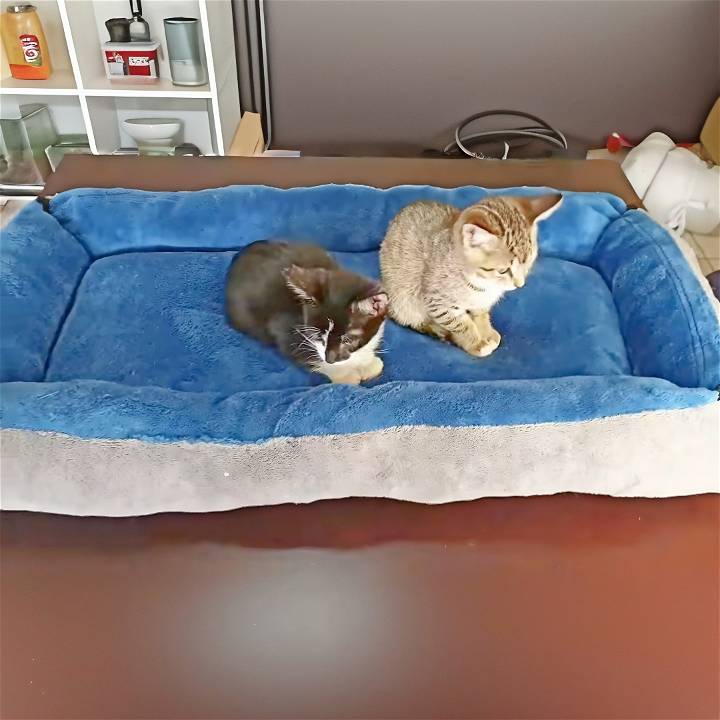 how to make a cat bed