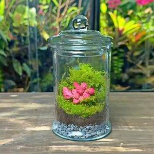 Diy Terrarium - Step By Step Guide