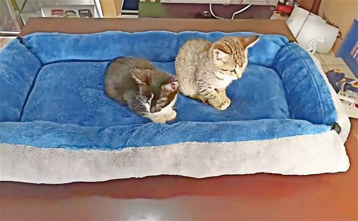 quick and easy diy cat bed