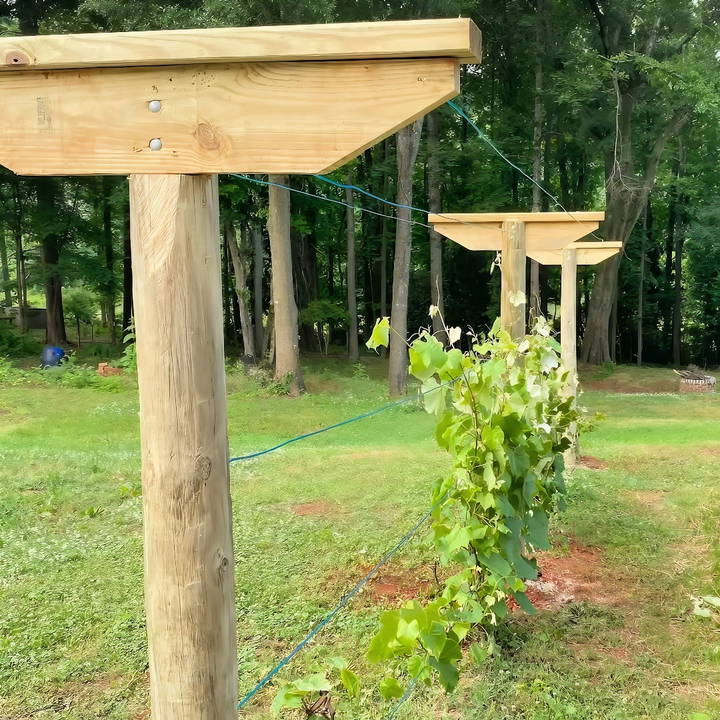 affordable diy grape trellis