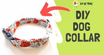 beginner friendly diy dog collar