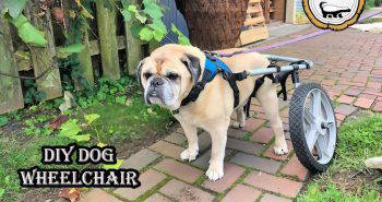 beginner friendly diy dog wheelchair