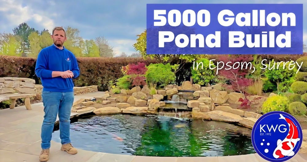 beginner friendly diy koi pond