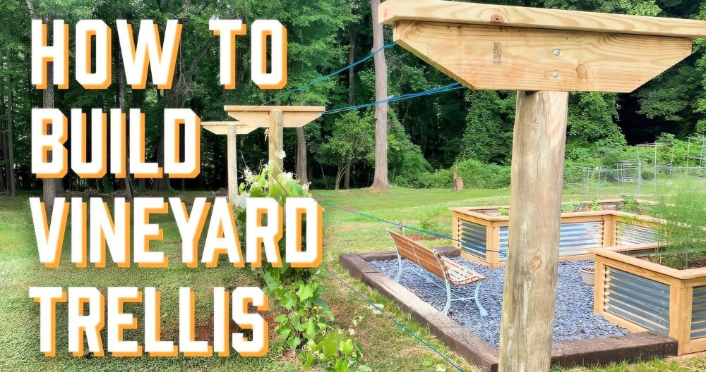 beginner friendly homemade grape trellis