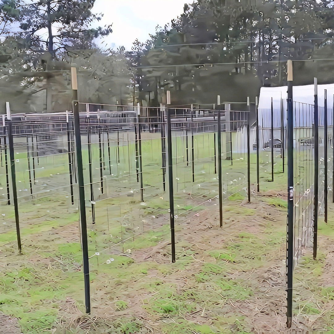 building a strong pole bean trellis