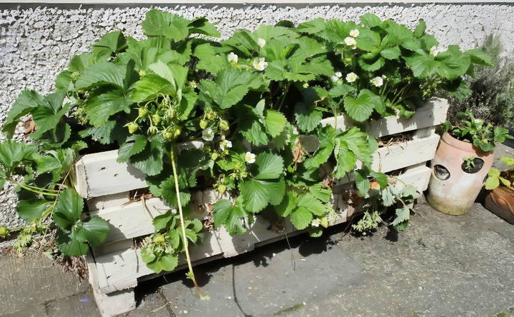 cheap diy pallet wood strawberry planter