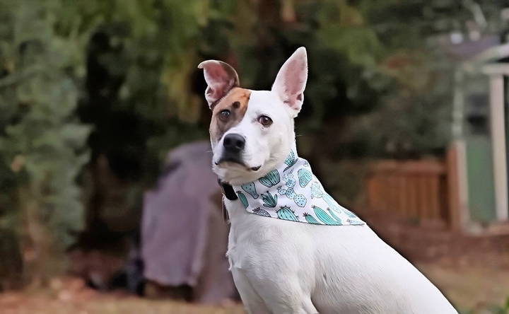 easy diy dog bandana