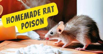 easy homemade rat poison