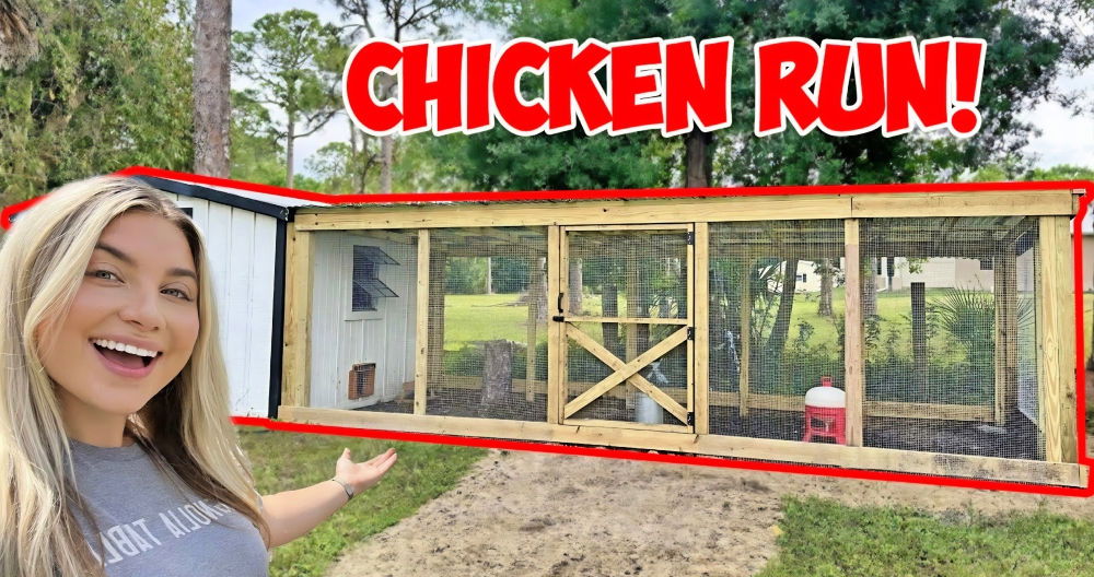 How To Build A DIY Chicken Run
