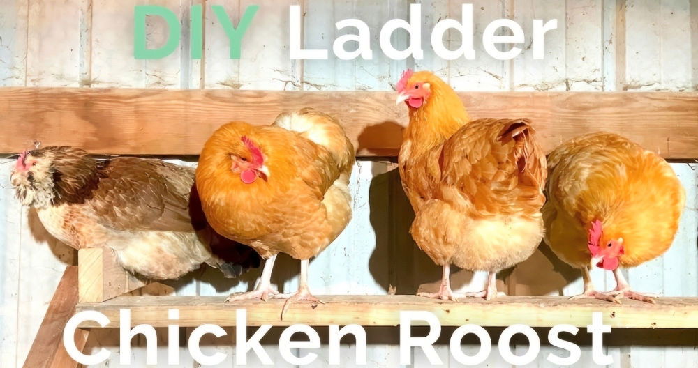 DIY Chicken Roost To Enhance Your Coop Comfort