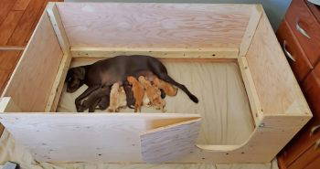 free whelping box woodworking plan