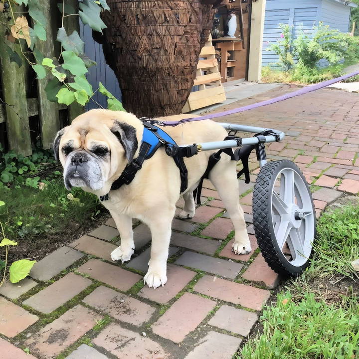 handmade dog wheelchair