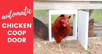 homemade automatic chicken coop door