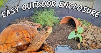 homemade outdoor tortoise enclosure