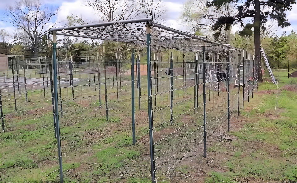 how to build a pole bean trellis