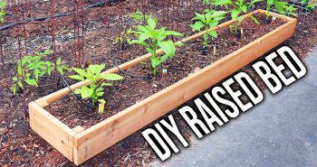 how to build a raised bed veggie garden