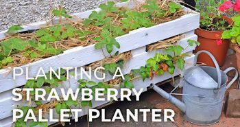 how to build a strawberry planter