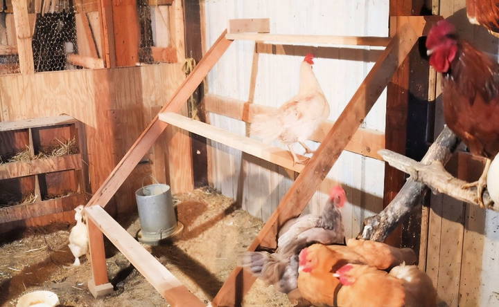 how to build a wooden chicken roost