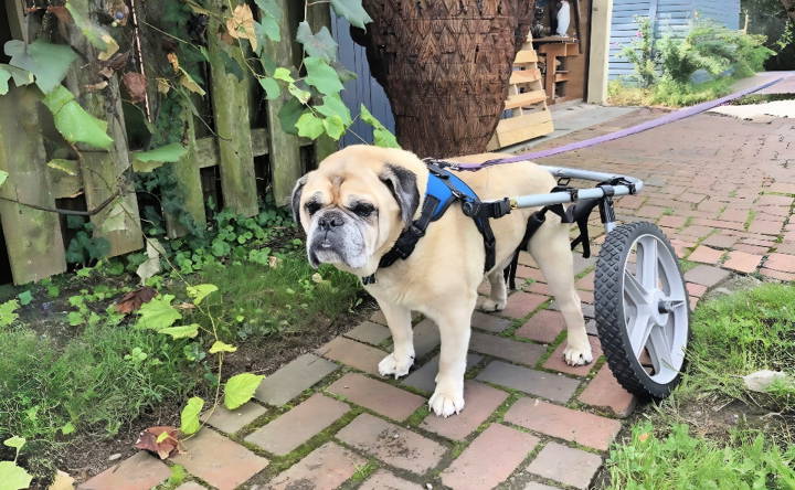 how to make a dog wheelchair