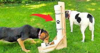 how to make an automatic dog feeder