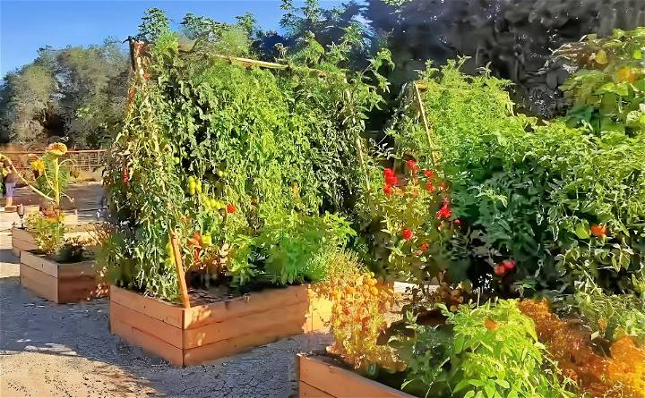 how to make tomato trellis