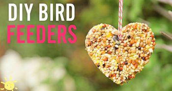 kids friendly diy bird feeder