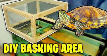 make an above tank turtle basking area