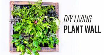 make your own plant wall