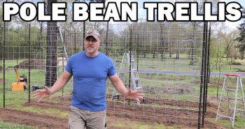 make your own pole bean trellis