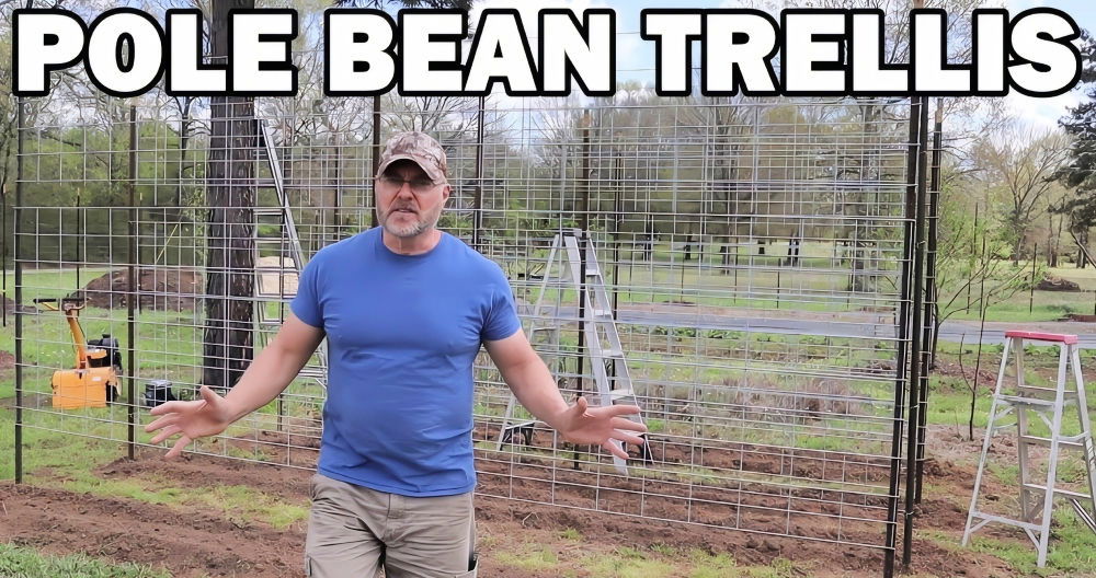How to Make a DIY Bean Trellis That Lasts