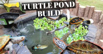 make your own turtle pond