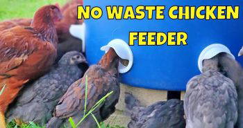 making a no waste chicken feeder